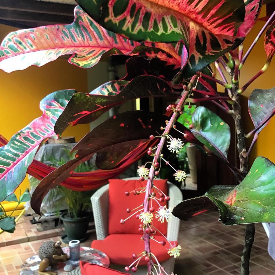 L'Ecomusee Creole De La Guadeloupe Sainte-Rose Zewnętrze zdjęcie