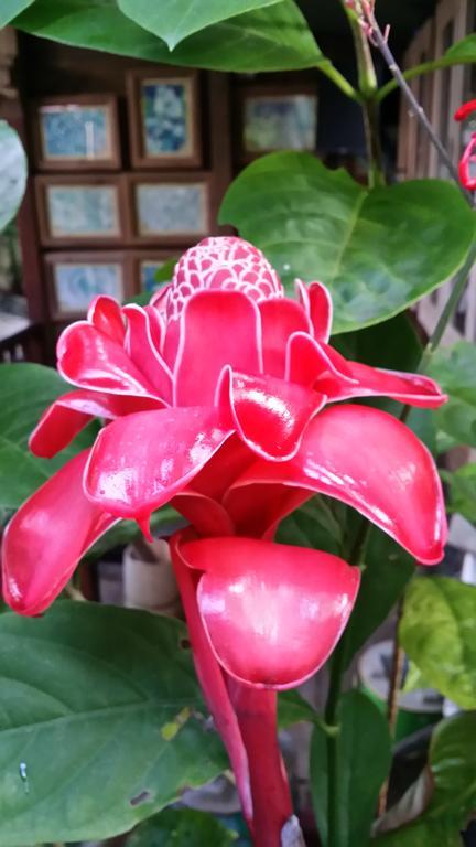 L'Ecomusee Creole De La Guadeloupe Sainte-Rose Pokój zdjęcie