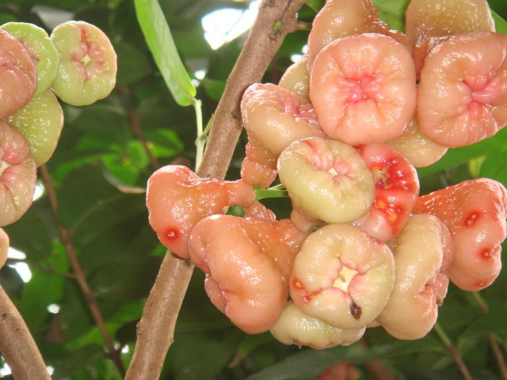 L'Ecomusee Creole De La Guadeloupe Sainte-Rose Zewnętrze zdjęcie