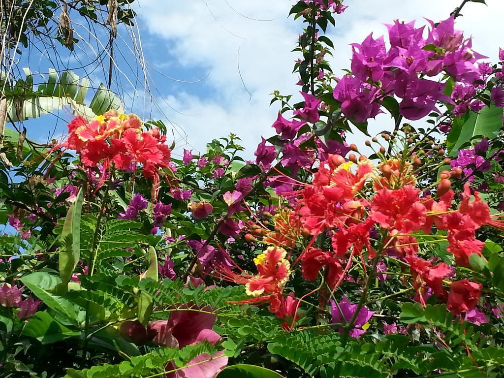 L'Ecomusee Creole De La Guadeloupe Sainte-Rose Zewnętrze zdjęcie