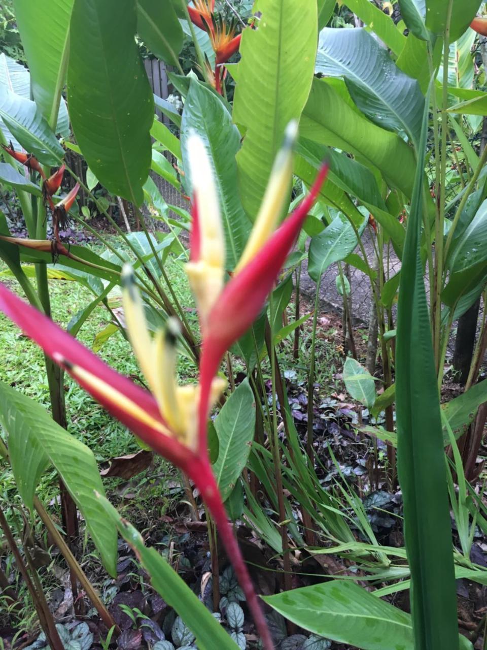 L'Ecomusee Creole De La Guadeloupe Sainte-Rose Zewnętrze zdjęcie