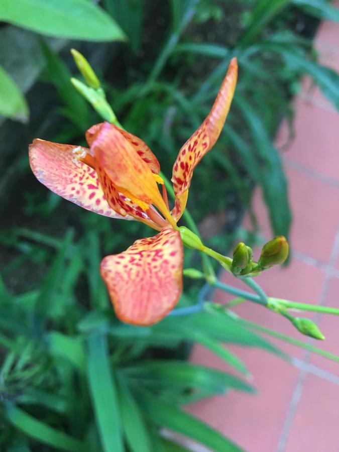 L'Ecomusee Creole De La Guadeloupe Sainte-Rose Zewnętrze zdjęcie