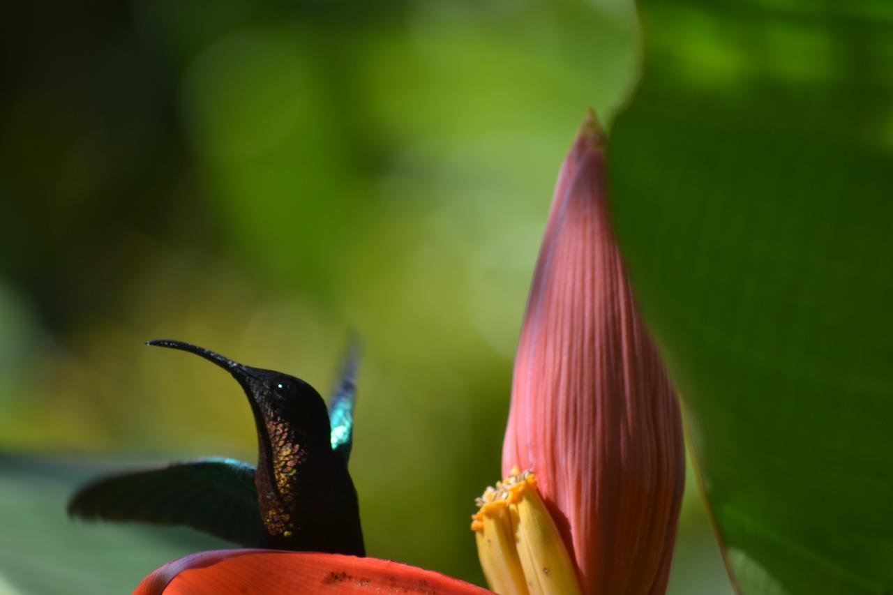 L'Ecomusee Creole De La Guadeloupe Sainte-Rose Zewnętrze zdjęcie