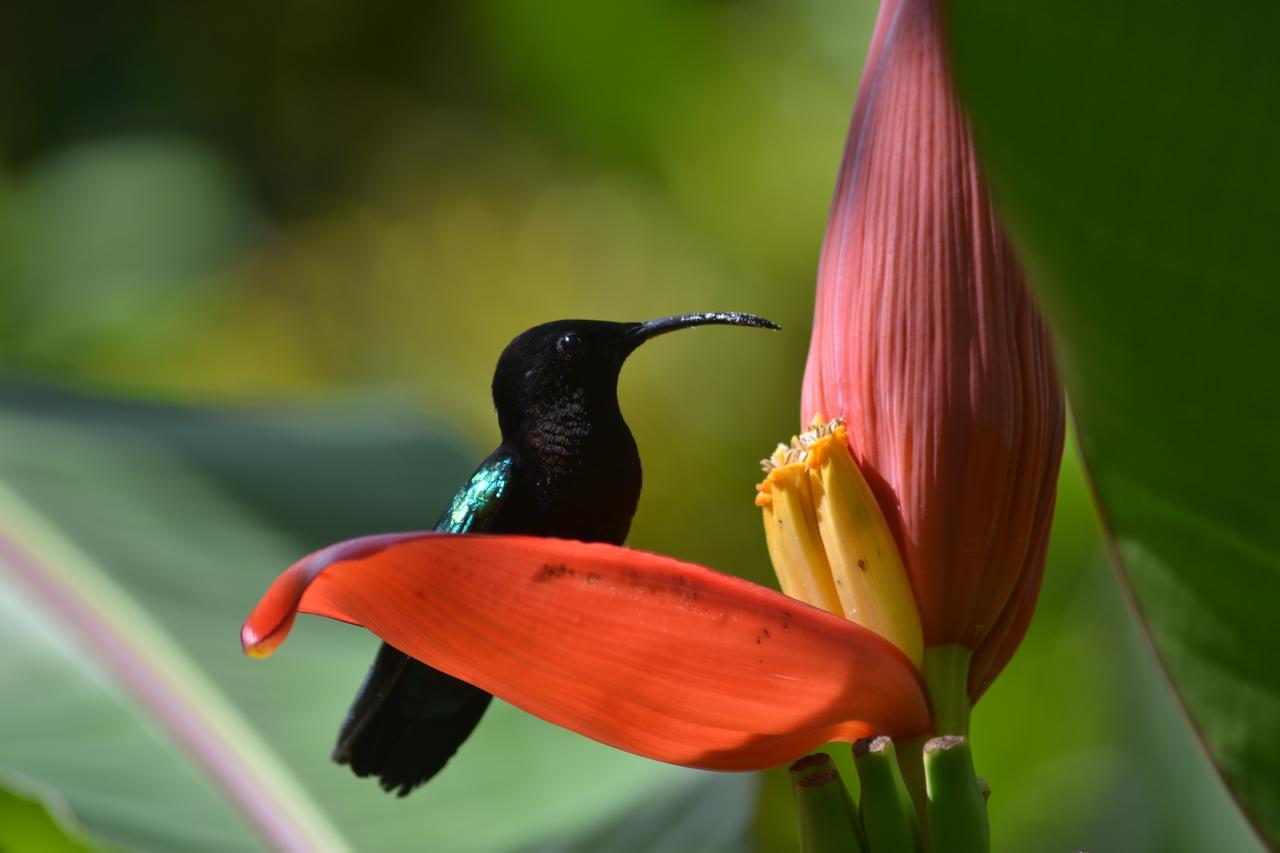 L'Ecomusee Creole De La Guadeloupe Sainte-Rose Zewnętrze zdjęcie