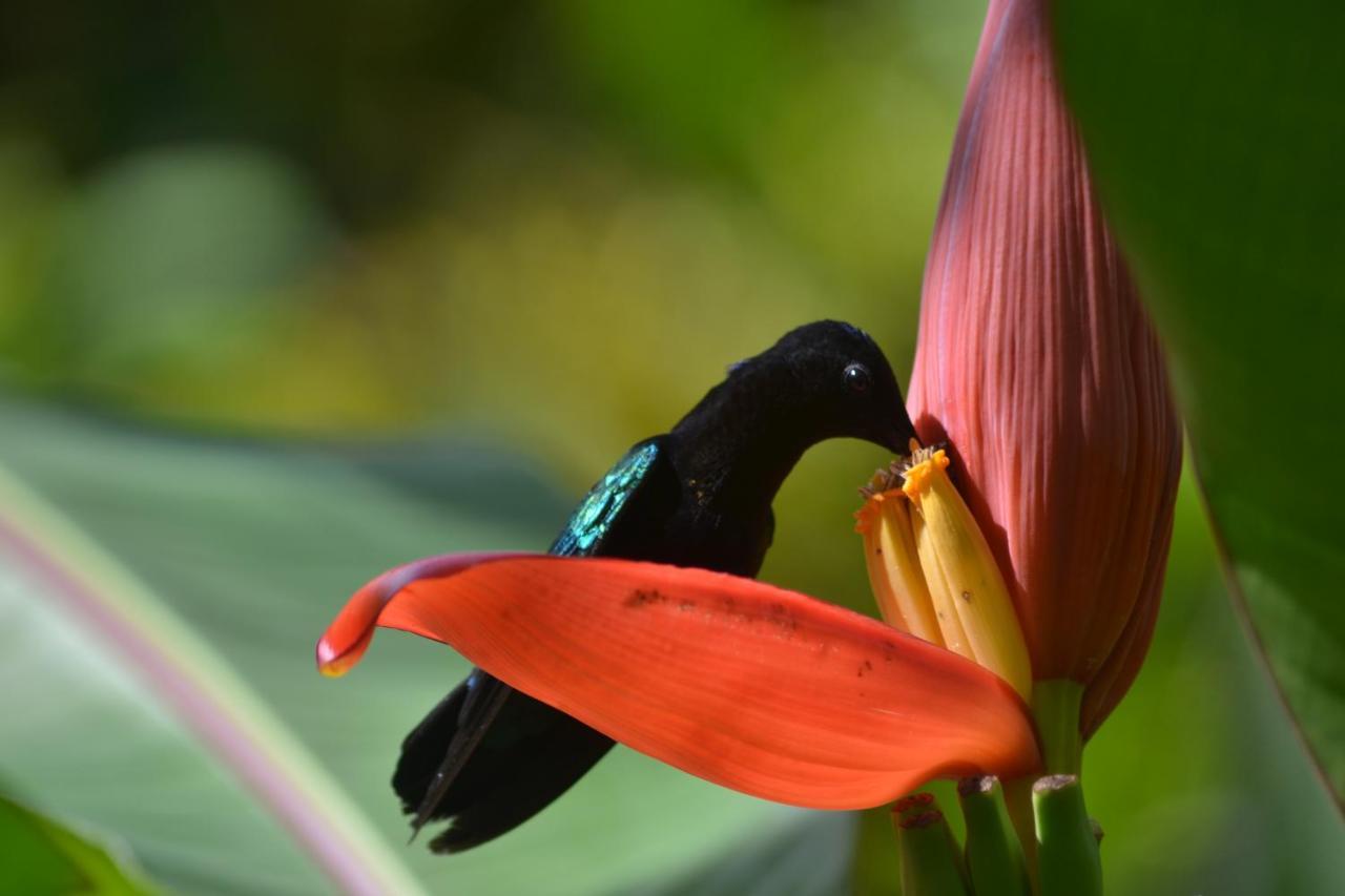 L'Ecomusee Creole De La Guadeloupe Sainte-Rose Zewnętrze zdjęcie